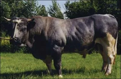 Si vous mangez votre viande ''bleue'', cela veut dire qu'elle est...