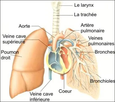 Biologie : quel trouble respiratoire est caus par la contraction involontaire et brusque du diaphragme ?