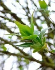 Vocabulaire : quel nom donne-t-on au renouvellement annuel des feuilles d'un arbre ?