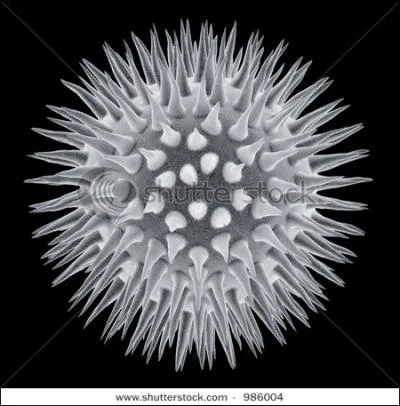 Racines grecques et latines : quel est le sens de la racine  micro , que l'on retrouve par exemple dans  microbe  ?
