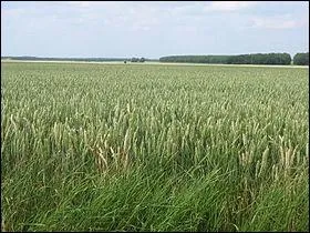 Rgion naturelle de la France s'tendant surtout sur les dpartements d'Eure et Loire et du Loir et Cher, plus le Loiret, L'Essonne et les Yvelines.