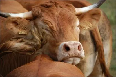 Dans quelle rgion du monde peut-on entendre  v'l les boeufs   la vue de policiers ?