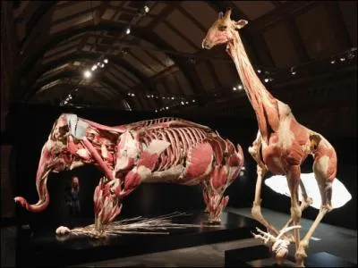 Lequel de ces deux animaux peut courir l'amble ?