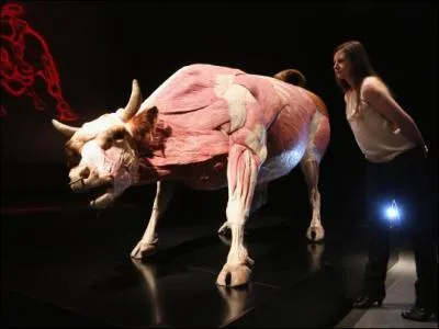 Quel est cet animal ?