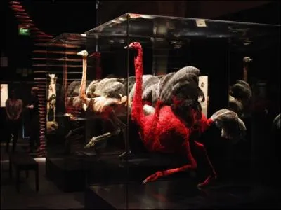 Elle vit en Afrique !