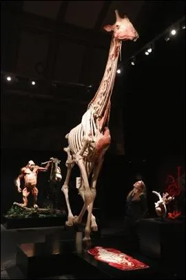 Combien comptez-vous de primates sur cette photo ?