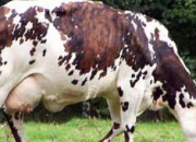 Quiz Les races de vaches