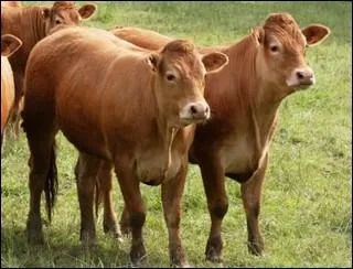 Quelle est cette race ?