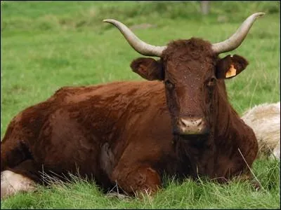 Quelle est cette race de vache ?