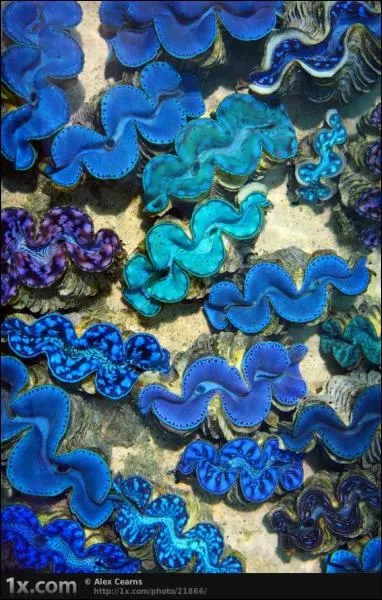 Il domine dans ce paysage sous-marin !