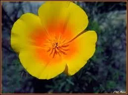 Comment dit-on  jaune  en espagnol ?