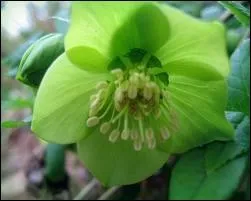 Comment dit-on  vert  en espagnol ?