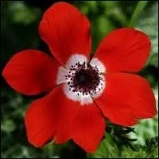 Comment dit-on  rouge  en espagnol ?