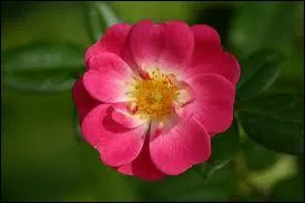 Comment dit-on  rose  en Espagnol ?