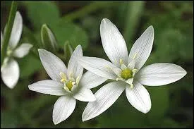 Comment dit-on  blanc  en espagnol ?