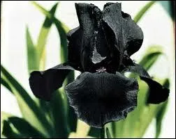 Comment dit-on  noir  en espagnol ?