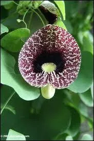 Comment dit-on  marron  en espagnol ?