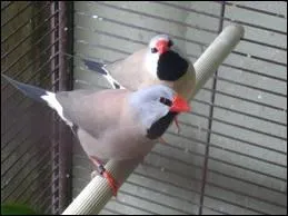 Maintenant, quel est cet oiseau ?