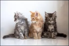 Comment se nomment ses neveux et nices ?