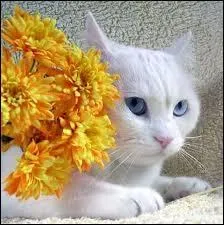 Qui est la belle-grand-mre de Griffe de Ronce (mre de la mre de sa compagne) ?