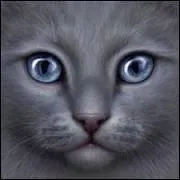 Qui sont les tantes de Griffe de Ronce (soeurs de son pre) ?