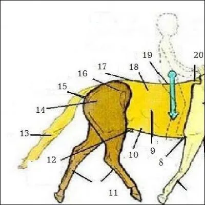 Sur le schma  quoi correspond le n 19 ?