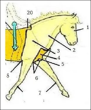 Sur le schma  quoi correspond le n 8 ?