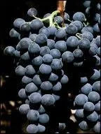 Lequel de ces raisins est un raisin noir ?