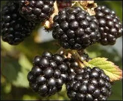 Ce fruit bien noir pousse sur une ronce, que les humains se partagent parfois avec un ver...