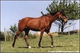  quelle allure est ce cheval ?