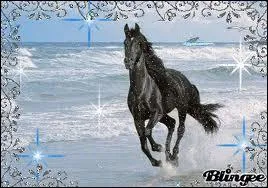  quelle allure est ce cheval ?