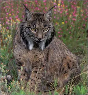 Comment s'appelle cet animal ?