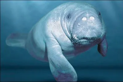 Comment s'appelle cet animal ?