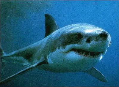 Comment s'appelle cet animal ?