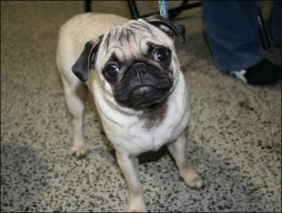 Quelle est cette race de chien ?