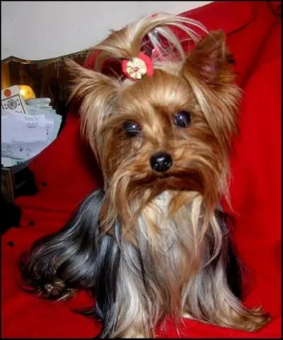 Quelle est cette race de chien ?