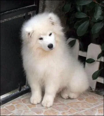 Quelle est cette race de chien ?