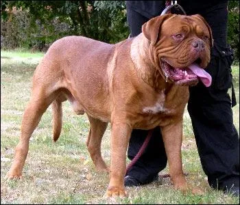 Quelle est cette race de chien ?