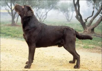 Quelle est cette race de chien ?