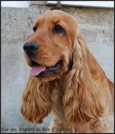 Quelle est cette race de chien ?