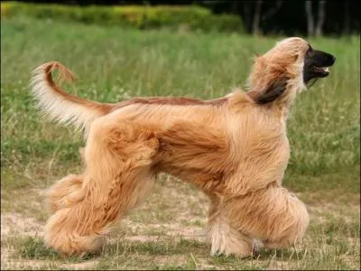 Quelle est cette race de chien ?