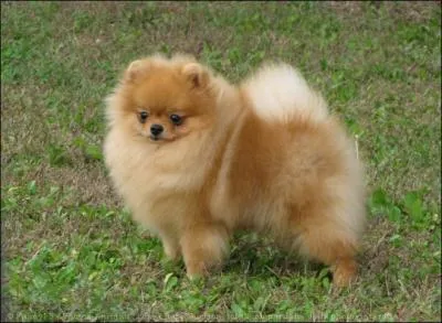 Quelle est cette race de chien ?