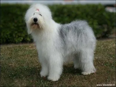 Quelle est cette race de chien ?