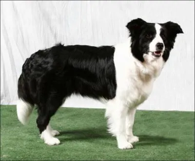 Quelle est cette race de chien ?