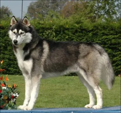 Quelle est cette race de chien ?