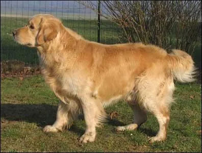 Quelle est cette race de chien ?