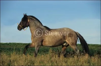 Quelle est cette race ?