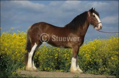 Quelle est cette race ?