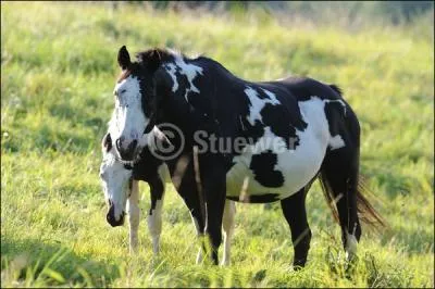 Quelle est cette race ?