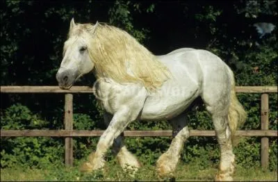 Quelle est cette race ?